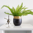 Elegant glass plant mister with an angled spout, perfect for misting indoor plants like orchids and ferns.