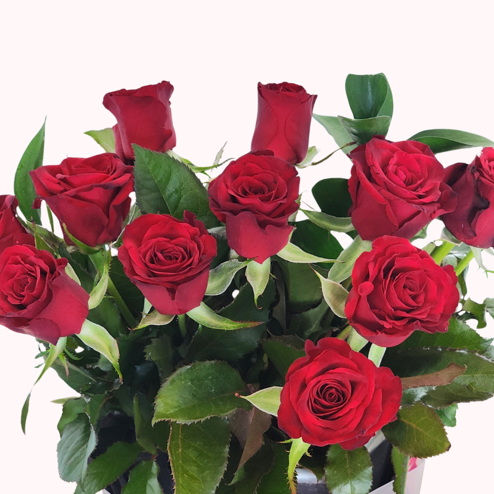 Pre-Order a Dozen Red Roses for Valentine's Day – Auckland Delivery Only